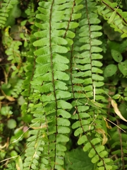 Asplenium tripteropus