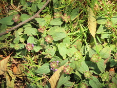 Prunella vulgaris vulgaris