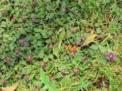 Prunella vulgaris vulgaris