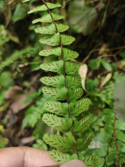 Asplenium tripteropus