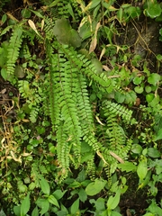 Asplenium tripteropus
