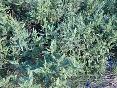 Iva frutescens