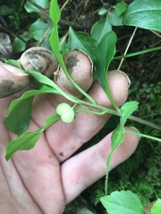 Polygaloides paucifolia