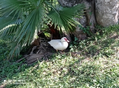 Cairina moschata domestica