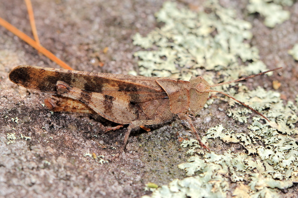 Boll's Grasshopper