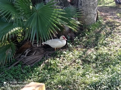 Cairina moschata domestica