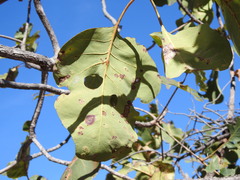 Terminalia ferdinandiana