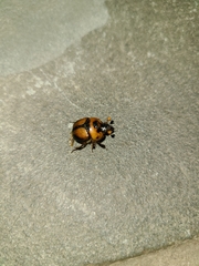 Bolbocerosoma tumefactum