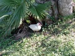 Cairina moschata domestica