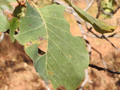 Terminalia ferdinandiana