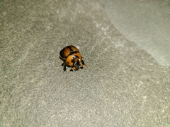 Bolbocerosoma tumefactum