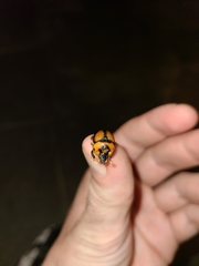 Bolbocerosoma tumefactum