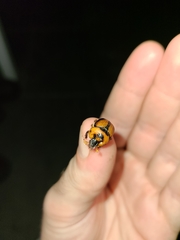 Bolbocerosoma tumefactum