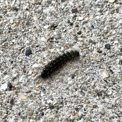 Hypoprepia miniata
