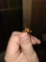 Bolbocerosoma tumefactum