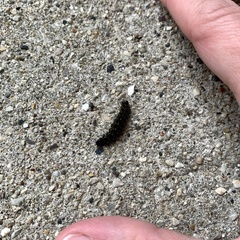 Hypoprepia miniata