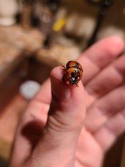 Bolbocerosoma tumefactum