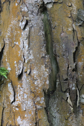 Retrophyllum rospigliosii