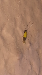 Stathmopoda auriferella