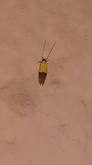 Stathmopoda auriferella