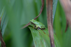 Hyla japonica