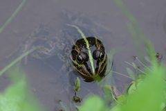 Pelophylax porosus porosus