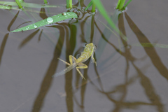 Hyla japonica