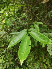 Zanthoxylum dissitum