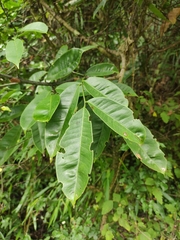 Zanthoxylum dissitum
