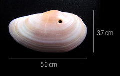 Eurytellina simulans