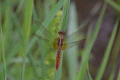 Crocothemis servilia mariannae