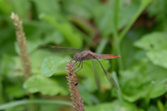 Crocothemis servilia mariannae