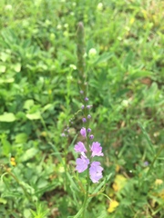 Verbena xutha