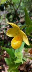 Cypripedium molle