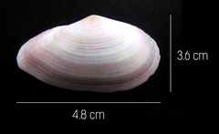 Eurytellina simulans