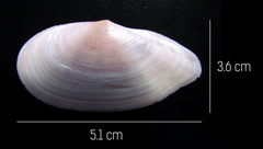 Eurytellina simulans