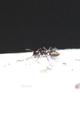 Crematogaster ebenina