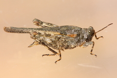 Paratettix cucullatus