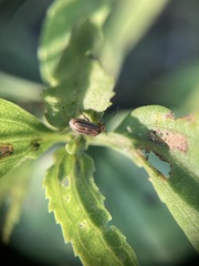 Ophraella notulata