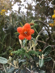 Caiophora contorta