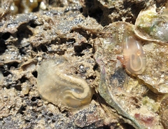 Phlebobranchia