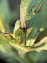 Ophraella notulata