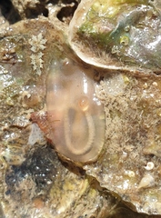 Phlebobranchia