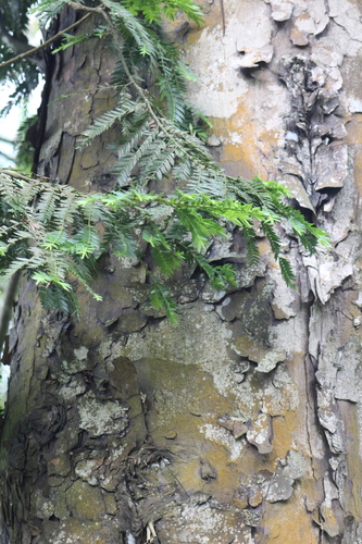 Retrophyllum rospigliosii