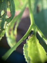 Ophraella notulata