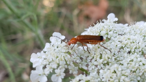Common Red Soldier Beetle photo 6