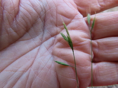 Festuca microstachys