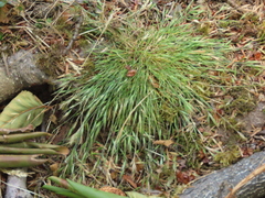 Festuca microstachys