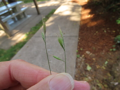 Festuca microstachys