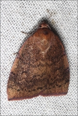 Detounda leptoplasta